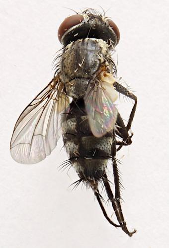 Metopia campestris